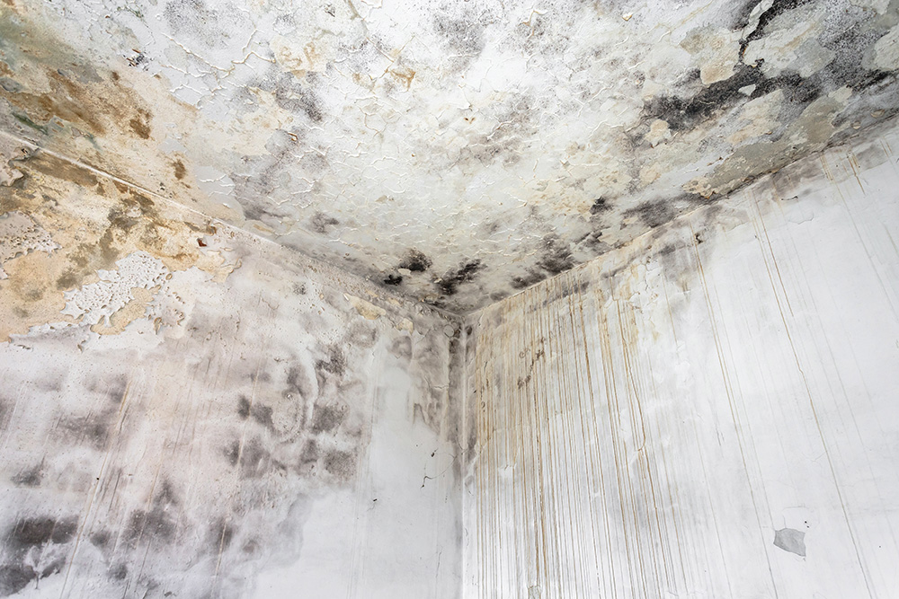 image of spreading mold growth in the upper corner of a home's interior walls and ceiling